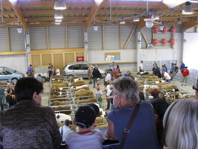 Visite guidée du Marché aux veaux