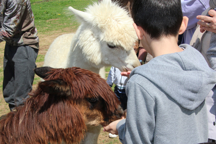 Visite de la Ferme des Lamas et Alpagas de Lafayette