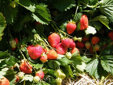 Producteur de fruits : la Grange aux Fruits