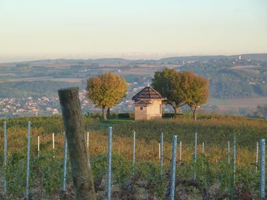 Clos de la Petite Gallée