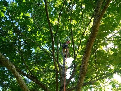 Grimpe d'arbres avec Pep'S Nature