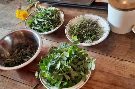 Atelier cueillette - cuisine au Jardin d'Yzeron