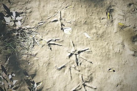 Découverte des oiseaux des bords du Rhône