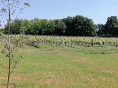 Aire de stationnement pour camping-car Domaine des Pampres d'Or