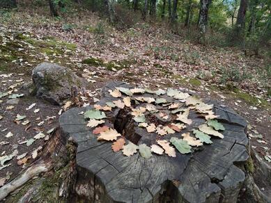 Balade créative Land'Art -Avizô Nature