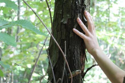 La forêt à travers les sens -Avizô Nature