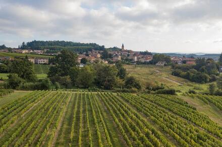 Escape Game dans les vignes : La Dernière Amphore