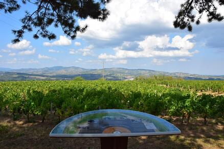 Circuit : Au cœur des vignes de Sarcey