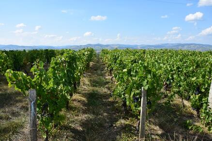 Circuit Au cœur des vignes de Sarcey