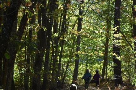 Familles en forêt : chasse au trésor !