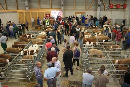 Journée Marché aux veaux et Château de Saconay