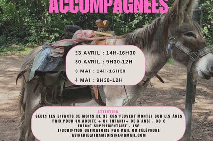 Balade accompagnée avec les ânes