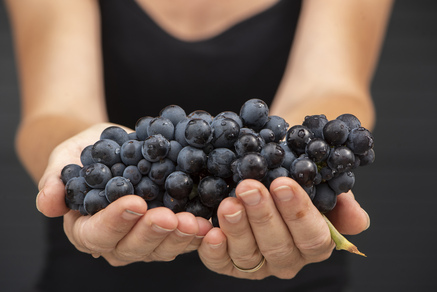 De la terre au vin, une tradition beaujolaise