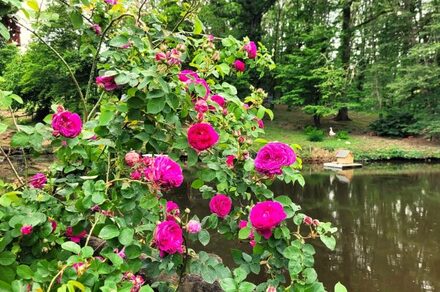 Jardin des eaux
