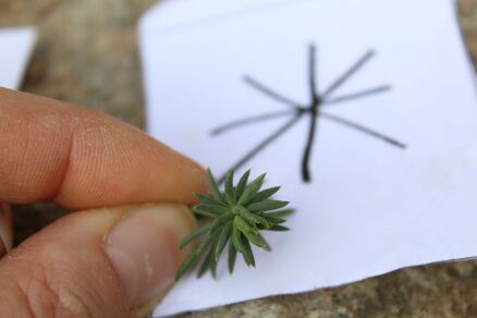 La forêt à travers les sens