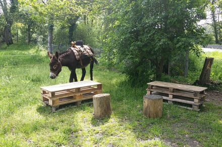 Balades et activités autour des ânes