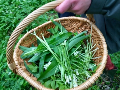 Atelier cuisine sauvage à la ferme miélifique