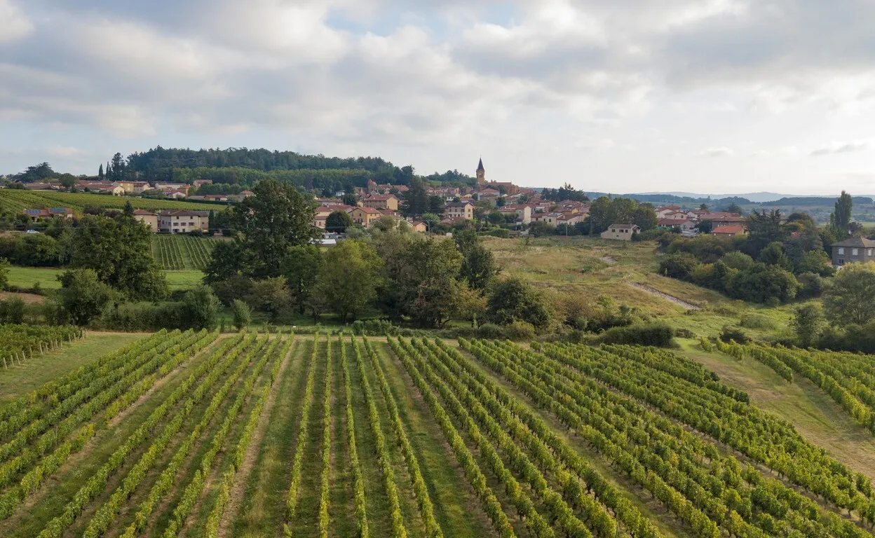 © Domaine de Roche Cattin