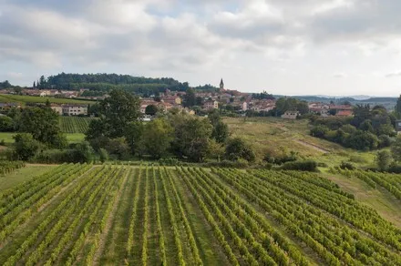 Escape Game dans les vignes : La Dernière Amphore