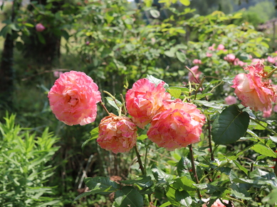 Découverte du Jardin des Eaux
