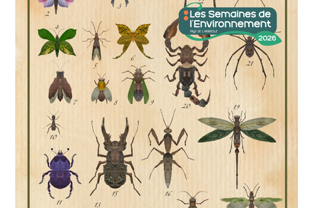 Exposition « Pepsis héros, arthropodes végétaux, cabinet de curiosité »