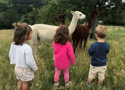 A la découverte des Alpagas