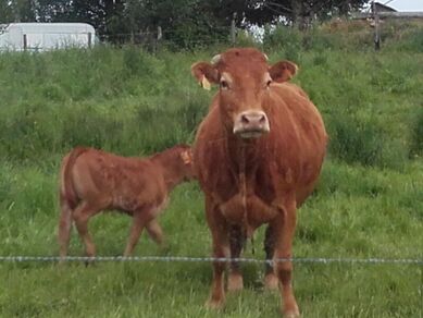 Vente à la ferme - Sarl du Sous Bois