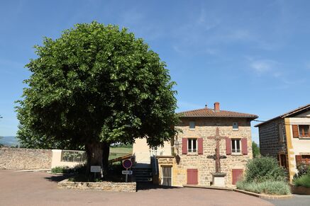 Circuit VTT 50 - Le vieux Tilleul
