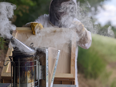 Baptême d'apiculture