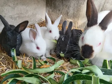 P'tits fermiers en herbe