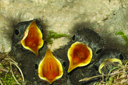 Circuit VTT 6 - Le roi des oiseaux