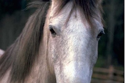 Poney Club du Poirier