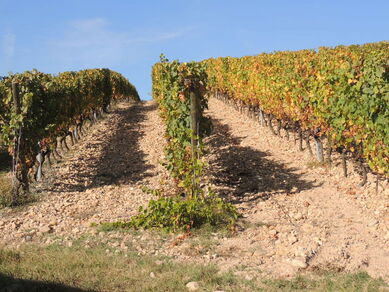 Circuit VTT 220 - Les Vignes