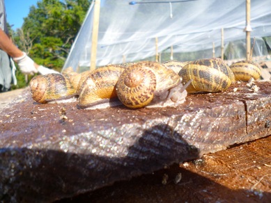 L'Escargot Autrement