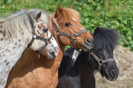 Fête ton anniversaire au Poney club Equi'Action