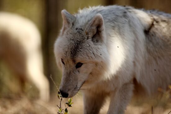16dec_courzieuloupblanc1_credit_parcdecourzieu