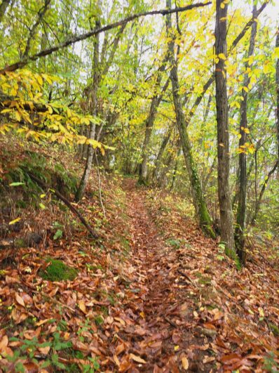 mespiedssurterre-paysage-foret-02-©OTIMDL