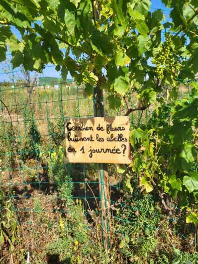 ferme_mielifique©OTIMDL (15)