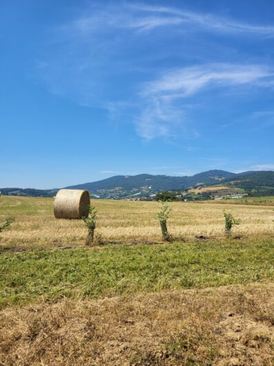 ferme_mielifique©OTIMDL (66)