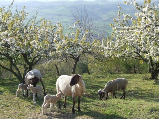 aveize-ferme-de-paquerette-moutons-printemps-©violaine-ronzon