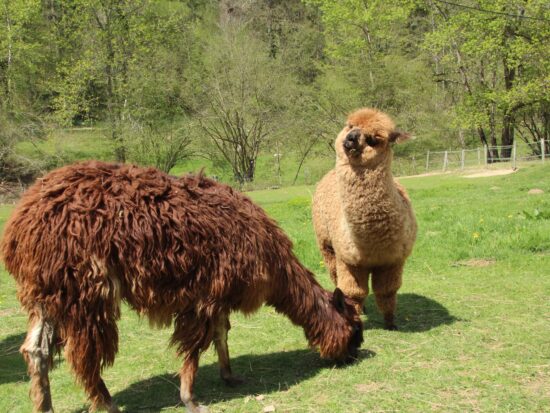 chambost-longessaigne-les-lamas-de-lafayette-©OTIMDL (15)